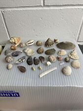 Sea Shells Vintage Lot- Some Unique & Rare Aquarium Nautical Decor Craft Jewelry picture