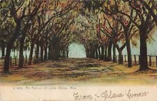 An Avenue of Oaks Biloxi Mississippi MS Rotograph Co. c1906 Postcard picture