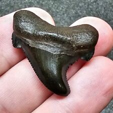 Auriculatus Shark Tooth Fossil Suwannee River Not Megalodon Great White picture