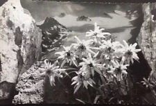 Vintage RPPC Postcard Black & White Photo Flowers Austrian Souvenir Postcard picture