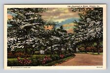 Atlanta GA-Georgia, Dogwood In Bloom, Antique, Vintage Postcard picture