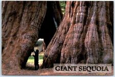 Postcard - Giant Sequoia, Sierra Nevada Mountains - California picture