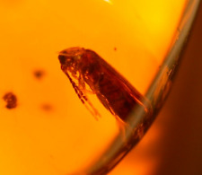 Super RARE Lampyrid Firefly Lightning Bug in Dominican Amber Fossil Gem picture