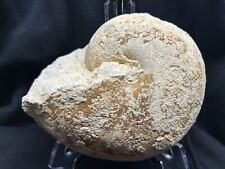 HUGE 7” Robust Texas Fossil Nautiloid Ammonite, Cymatoceras Sp., Grayson Form picture