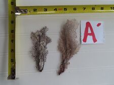 2 - Natural Sea Fan - Coral - Sea Whip -  picture