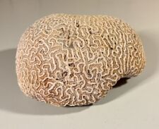 Vintage Natural Brain Coral 5 Lb 10 Oz 9”x6”x4” Lovely Piece picture