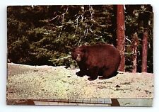 Large Bear Franconia Notch Vintage Postcard picture