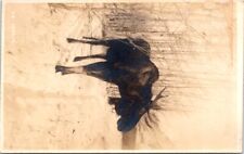 Early Canadian MOOSE Real Photo Postcard - Photo by Byron Harmon picture