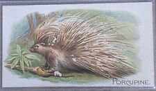 1890 N21 Allen & Ginter 50 Quadrupeds Porcupine Cigarette Card picture