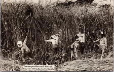 Exaggeration Wheat The Way We Harvest Farm Workers c1909 Martin RP Postcard G95 picture