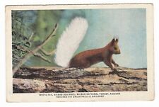 1938 KAIBAB NATIONAL FOREST ARIZONA WHITE TAIL SQUIRREL UP RAILROAD POSTCARD RPO picture