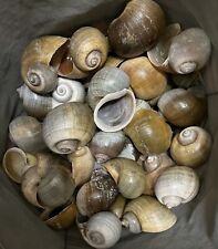 12 Large-XL Natural Untreated Apple Snail Shells w/ large opening 4 decor/crafts picture