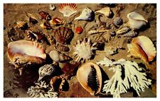 FL Florida Shells from the Coasts of Florida Chrome Postcard picture