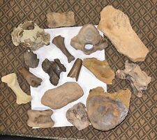 5.5 Pounds Of Miscellaneous Pleistocene Ice Age Fossils  picture