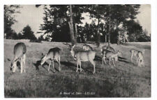 Clare MI Postcard Michigan Greetings Deer picture