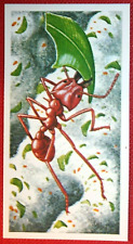 LEAF-CUTTER ANT   Illustrated Wildlife Card  CD21M picture