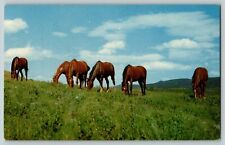 HORSES IN A PASTURE GRAZING TIME  VTG POSTCARD picture