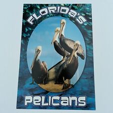 Postcard Pelican Bird Greetings from Florida USA picture