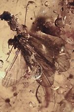 CADDISFLY Trichoptera & FRUIT Fossil Genuine BALTIC AMBER + HQ Pic 230104 picture
