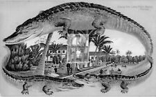 Alligator Along The Lake Palm Beach Florida FL Reprint Postcard picture