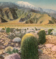 Vintage Linen Postcard Barrel Cactus on the Desert Mountain Rocks Landscape picture