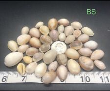 Light Colored Hawaiian Cowrie Shells - Authentic Hawaiian Cowrie Mix picture