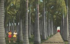 Florida, Stately Royal Palms Impressive Views McKee Jungle Gardens Postcard picture