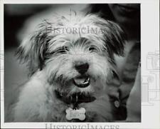 1978 Press Photo Chuttles, in Charlotte Observer Ugly Dog Contest - lra45274 picture