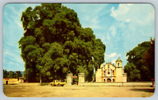 c1960s The Tule Tree Oaxaca Mexico Vintage Postcard picture