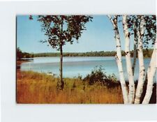 Postcard White Birches picture
