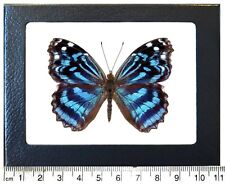 Myscelia ethusa blue purple butterfly Costa Rica framed picture