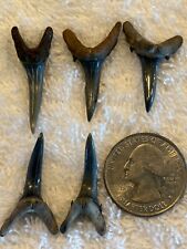 Lot of 5 Fossilized Sand shark Teeth 1 picture