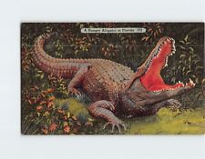 Postcard A Hungry Alligator in Florida picture