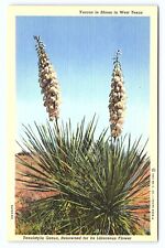 1941 Yuccas in Bloom West Texas Liliaceous Flower Bear Grass Linen Postcard C28 picture