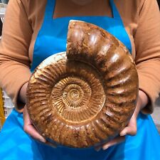 8.16LB Natural Whole Ammonite Fossilized Crystal Mineral Specimen Reiki Healing picture
