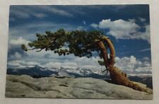 Yosemite National Park, California. Jeffery Pine, Sentinel Dome. Postcard (I2) picture