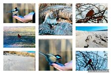 Lot Of 8 Nature Photos. Birds. Squirrels. Beach Sand.  picture