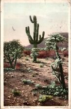Arizona Postcard Giant Cactus Posted 1 cent Stamp Copr. Fred Harvey 1916 picture