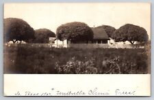 Umbrella Trees in South Texas TX 1907 Real Photo RPPC picture