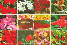 Hawaii HI, Colorful Flowers of Hawaii, Aloha, Pineapple Prints, Vintage Postcard picture