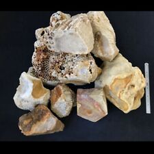 INDONESIAN PETRIFIED CORAL-Agatized (price per pound) picture