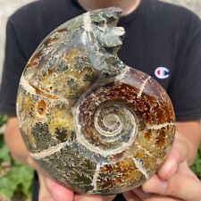 720g Natural Beautiful Ammonite Fossil Conch Crystal Specimen Healing picture