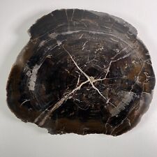Chinle Black Forest 11” X 10” Petrified Wood Round Arizona picture
