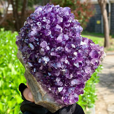 1.67LB  Very Rare Natural Amethyst Flower Cluster Specimen Healing picture