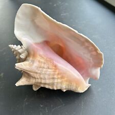 Large Conch Seashell Pink White Ocean Seashell Beach 9” x 8