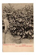 CONGO, AFRICA ~ MAN HARVESTING BEANS FROM LIBERIAN COFFEE PLANTS ~ c 1902 picture