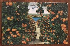 Vintage Postcard PM 1949 Scene In A Florida Orange Grove, Fruit, OJ, Citrus picture