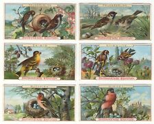 Stollwerck 1899 Group 91 Birds-Finches set of 6 cards VG picture