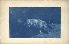 Sweet Fluffy Dog Cyanotype Real Photo c1910 Vintage Postcard picture