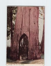 Postcard Roadway Through Cedar Tree Washington USA picture